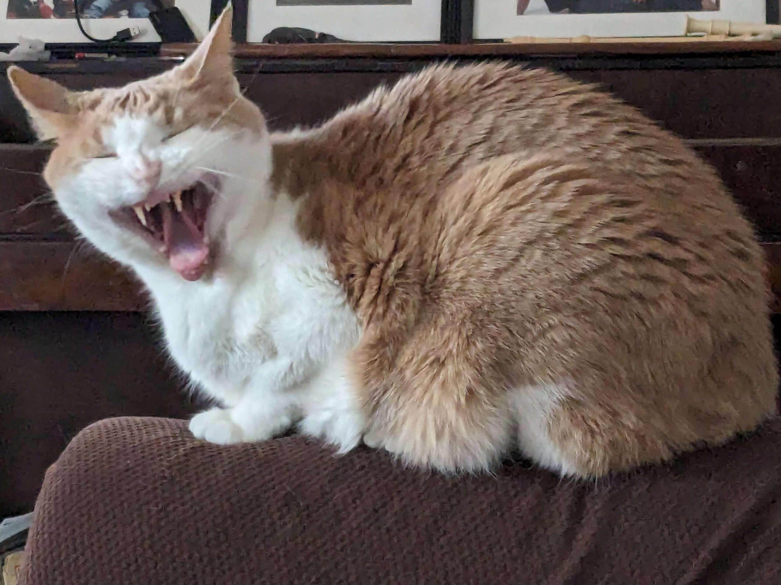 Cat Mid Yawn