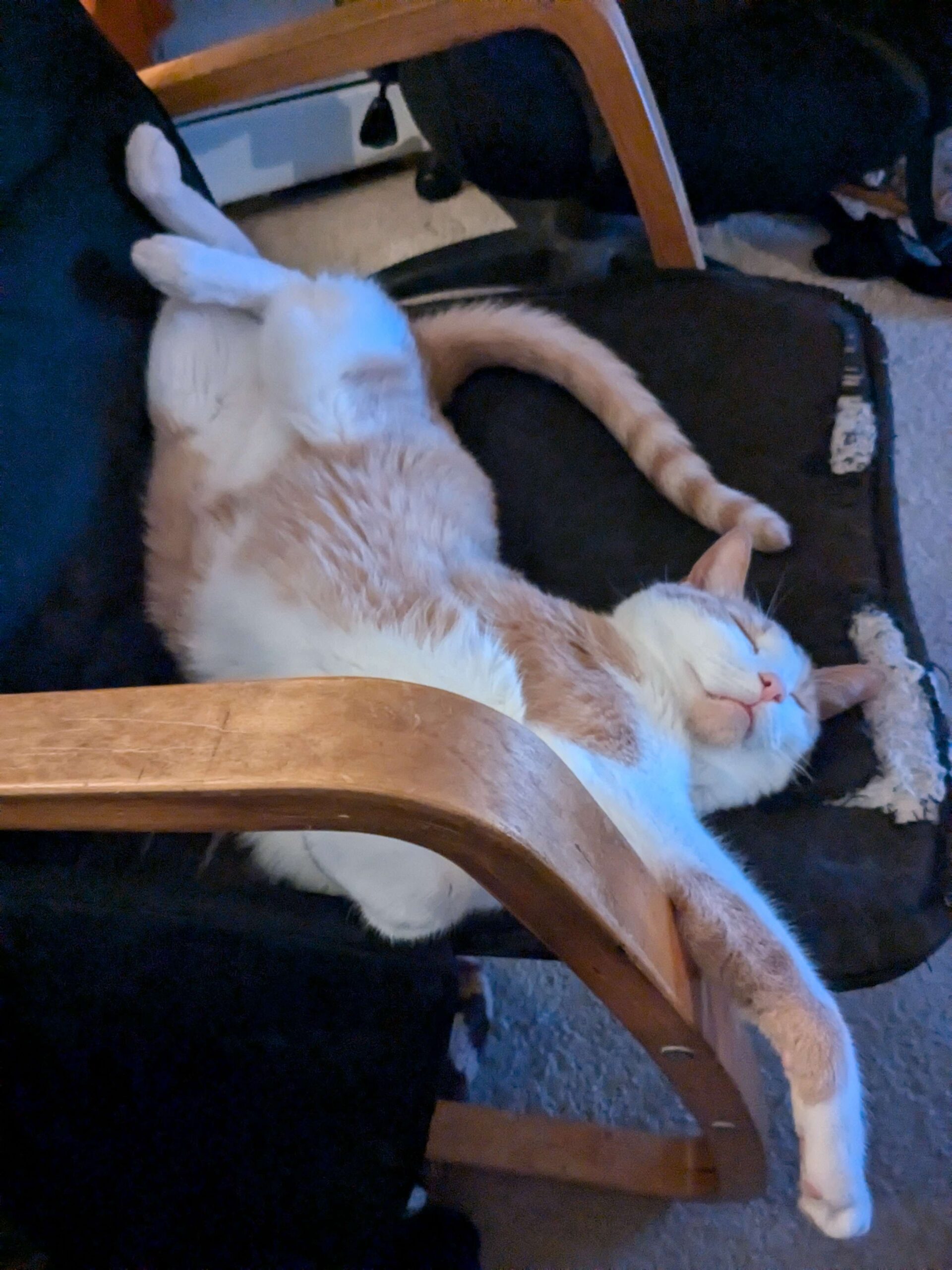 Camera Captures Completely Content Cat Chilling Comically